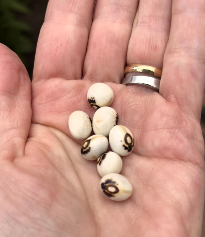 Warum auf der Bohne eine Monstranze abgebildet ist, erzählt Rose-Marie Doeleke-Mortelmans..JPEG