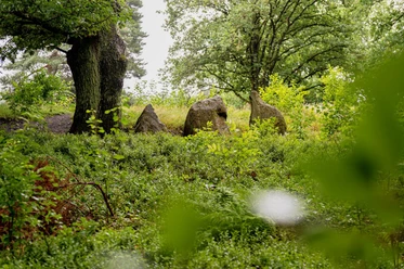 Oldendorfer Totenstatt (2).JPG Herbstliche Bäume mit Steinen im Wald. Einladend und ruhig. Ein Ort für Erholung und Entdeckung.
