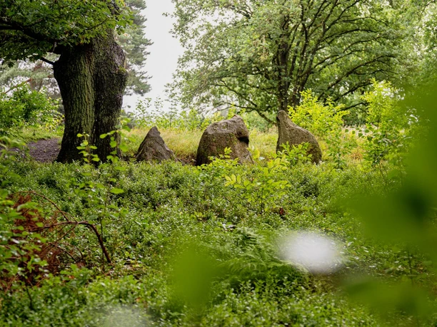 Oldendorfer Totenstatt (2).JPG Herbstliche Bäume mit Steinen im Wald. Einladend und ruhig. Ein Ort für Erholung und Entdeckung.