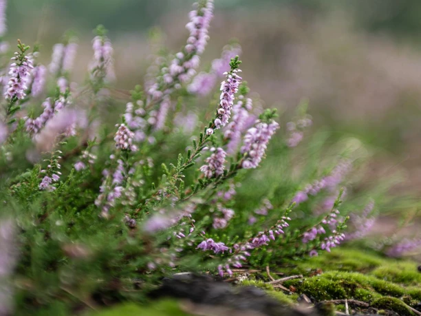 Oldendorfer Totenstatt Heideblüte Lila Heideblüten blühen üppig auf grünem Moosboden. Links sind Zapfen zu sehen.