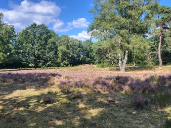 Hügelgräberheide am Wiesengrund bei Groß Berßen ©Naturpark Hümmling (2).jpg