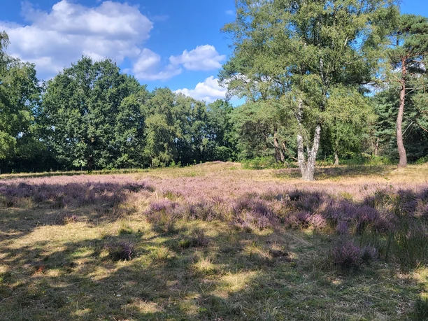 Hügelgräberheide am Wiesengrund bei Groß Berßen ©Naturpark Hümmling (2).jpg Offene Heidefläche mit lila blühender Besenheide, einzelnen Birken und Eichen unter blauem Himmel