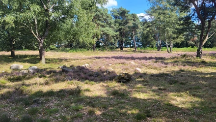 Hügelgräberheide am Wiesengrund bei Groß Berßen ©Naturpark Hümmling (3).jpg Lichte Heidefläche mit blühendem lila Heidekraut, alten Bäumen und verstreuten Steinen im Sonnenschein.