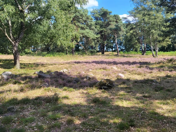 Hügelgräberheide am Wiesengrund bei Groß Berßen ©Naturpark Hümmling (3).jpg Lichte Heidefläche mit blühendem lila Heidekraut, alten Bäumen und verstreuten Steinen im Sonnenschein.