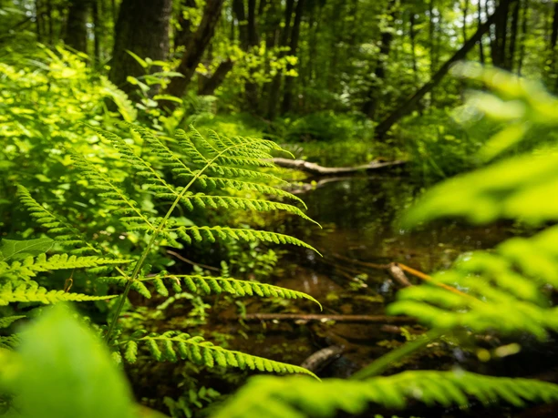 Amelinghausen_Lopau_ccbysa_tl_20230531-3.jpg Grüner Farn am Rande eines schattigen Waldgewässers bei Amelinghausen im Sonnenlicht.