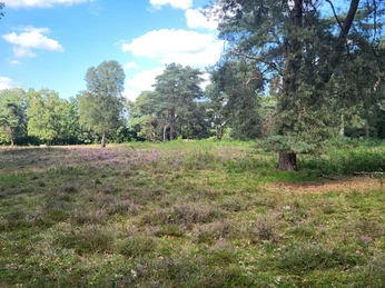 Hügelgräberheide am Wiesengrund bei Groß Berßen ©Naturpark Hümmling (4).jpg