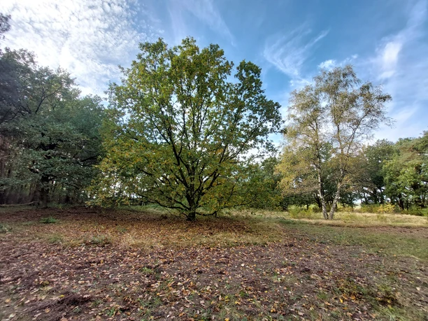 Grabhügelfeld auf dem Windberg, Werpeloh ©Emsland Tourismus GmbH (1).jpg Herbstliche Baumgruppe auf einer Lichtung mit blauem Himmel im Grabhügelfeld auf dem Windberg.