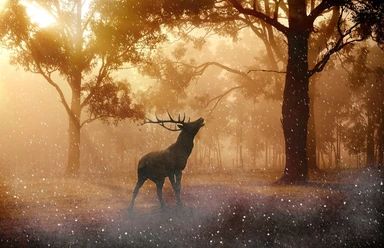 Röhrender Hirsch im Schnee (deer-643340_1280 (Petra auf Pixabay)).jpg