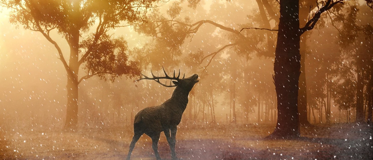 Röhrender Hirsch im Schnee (deer-643340_1280 (Petra auf Pixabay)).jpg