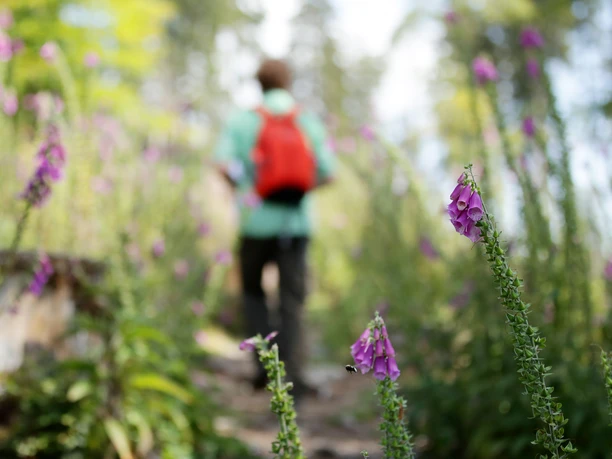 Heilklima-Wanderung (Heiko Rhode_190720_27).jpg