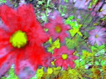 Nyima 528 12 Annelies Štrba