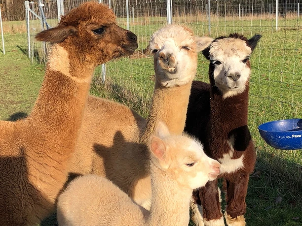 witzig-süße Alpakas