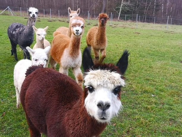 neugierige Alpakas