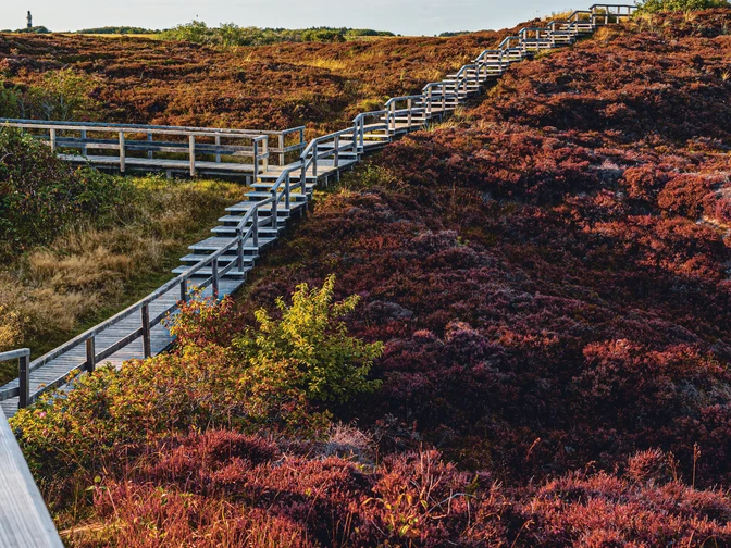 © Sabine Braun l Sylt Marketing_Holzsteg in der Braderuper Heide