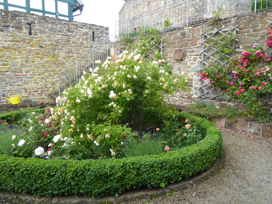 Rosengarten in Battenberg (Eder)