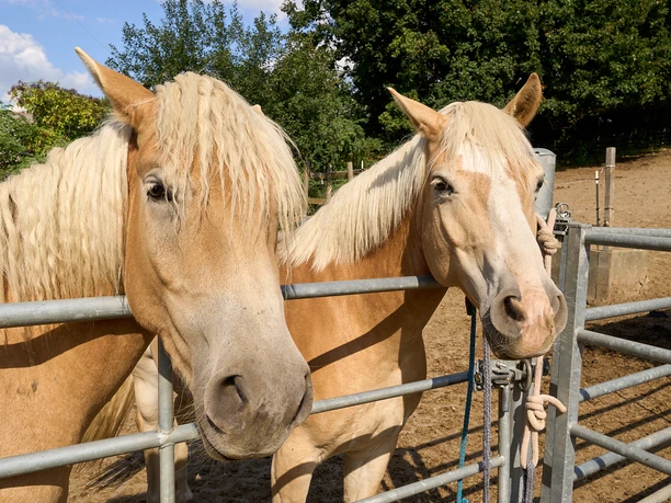 Spindlerhof Liebstadt - Pferdepension Zwei hellbraune Pferde schauen ins Bild.