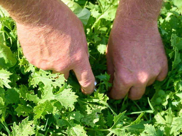 Salaternte auf dem Spindlerhof Zwei Hände ernten Salat.