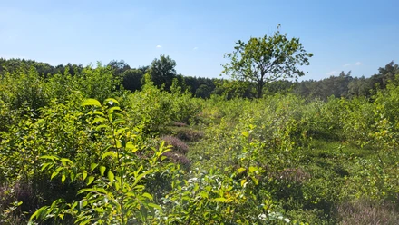 Grabhügelfeld Sprakler Wald bei Stavern ©Naturpark Hümmling.jpg Sonnendurchflutete Waldlichtung mit jungen Sträuchern, Heidekraut und einem einzelnen Baum im Sommer.