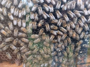 Bienenkasten.jpg Bienenkasten