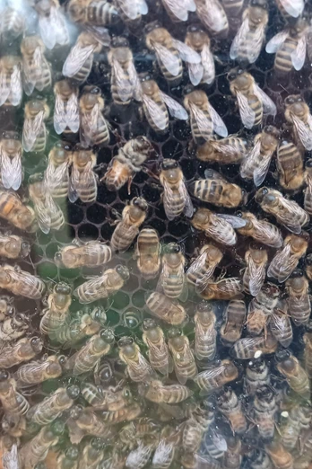 Bienenkasten.jpg Bienenkasten