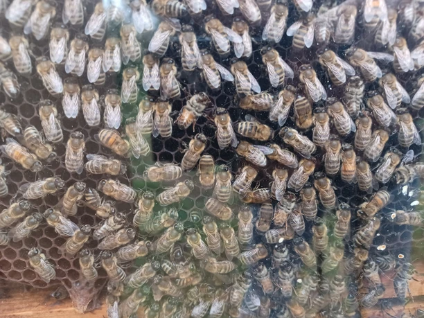 Bienenkasten.jpg Bienenkasten