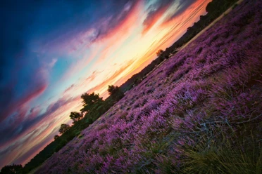 Rehrhofer Heide Lila blühende Heideflächen in Amelinghausen unter einem farbenprächtigen Abendhimmel.