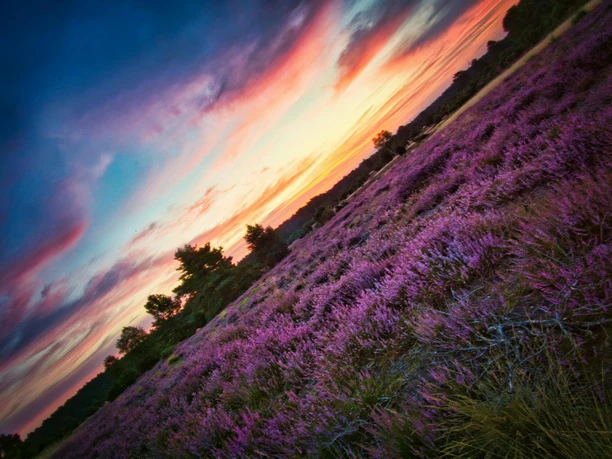 Rehrhofer Heide Lila blühende Heideflächen in Amelinghausen unter einem farbenprächtigen Abendhimmel.