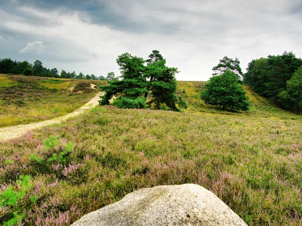 heide-panoramaweg-amelinghausen-2022.jpg Ein schmaler Weg führt durch eine weite Heidelandschaft mit Heidekraut. Im Hintergrund sind vereinzelte Bäume zu sehen. Ein großer, heller Stein liegt im Vordergrund. Der Himmel ist wolkig.