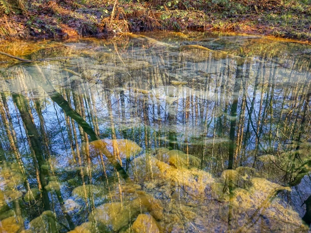 schwindequelle-soderstorf-amelinghausen.JPG Klares Wasser der Schwindequelle spiegelt Bäume. Umgeben von Waldboden und Laub. Ein friedlicher Moment in der Natur. Perfekt für einen Besuch in Soderstorf bei Amelinghausen.