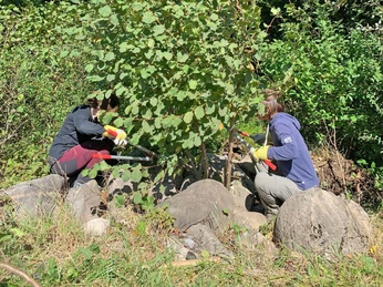 Waldrandpflege mit Freiwilligen Zwei Frauen schneiden Gebüsch am Waldrand zurückTwo women are cutting back bushes at the edge of the forest.Deux femmes taillent des buissons à la lisière de la forêt.