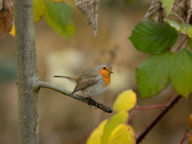 Robin in the autumn forest Robin sitting on a branch with autumn leaves
