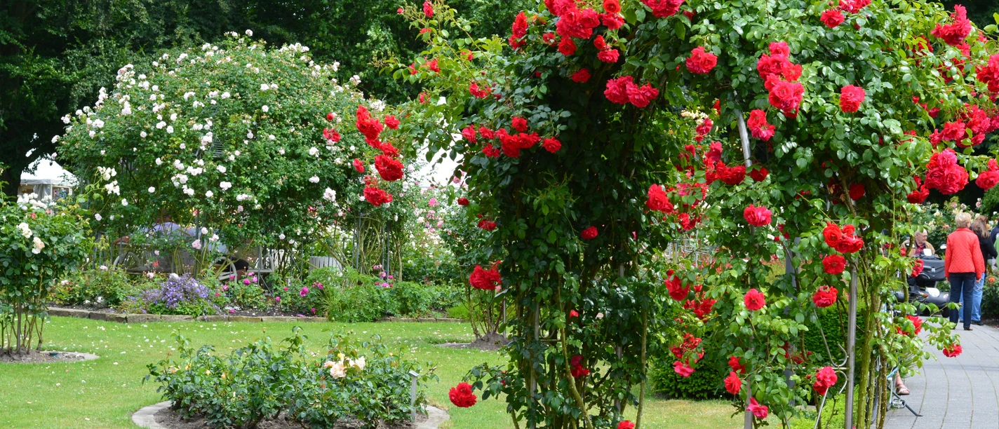 Rudi-Wernemann-Rosengarten Bad Rothenfelde