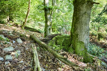 Taunuswald