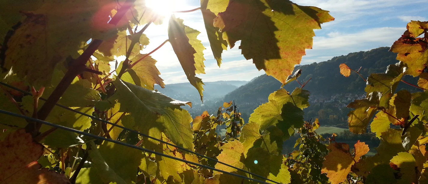 Weinreben im Herbst