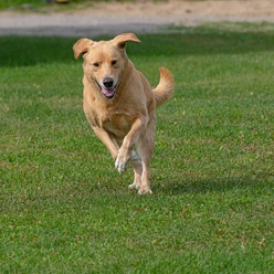 Hund auf Hundefreilauffläche