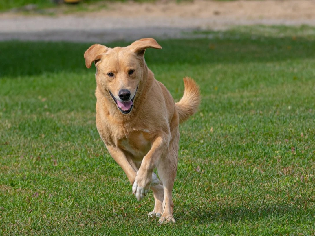 Hund auf Hundefreilauffläche