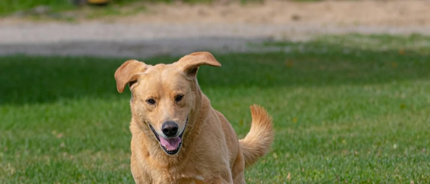 Hund auf Hundefreilauffläche