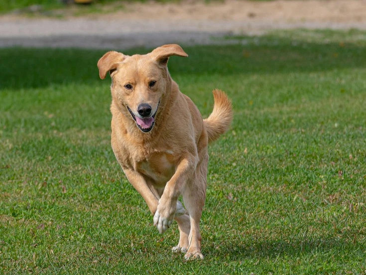 Hund auf Hundefreilauffläche