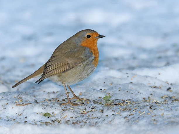 The robin in the snow Robin with orange breast on snow