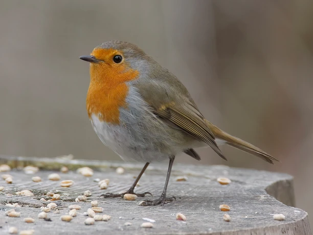 Robin with seeds A robin sits on a tree trunk and picks seeds