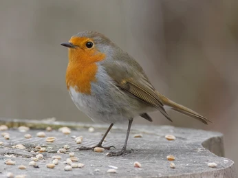 Rotkehlchen mit Körnern Ein Rotkehlchen sitzt auf einem Baumstamm und pickt KörnerA robin sits on a tree trunk and picks seedsUn rouge-gorge est perché sur un tronc d'arbre et picore des graines