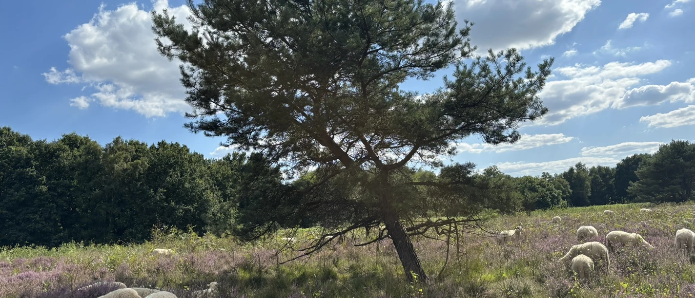 Das Außengelände des Emsland Moormuseums.JPEG Schafe weiden zwischen blühender Heide unter blauem Himmel mit einzelnen Wolken und Pinienbaum.