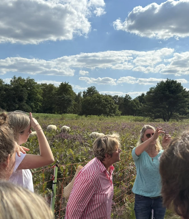 Besen- oder Glockenheide - Silke Hirndorf erklärt den Unterschied.JPEG