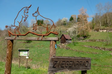 Ziegenpfad in Forbach Bermersbach