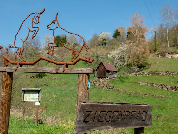 Ziegenpfad in Forbach Bermersbach