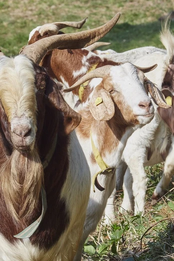 Zeigen auf dem Bermersbacher Ziegenpfad