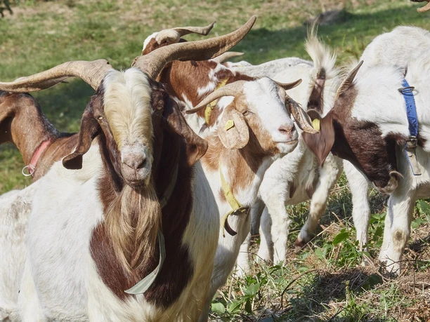 Zeigen auf dem Bermersbacher Ziegenpfad