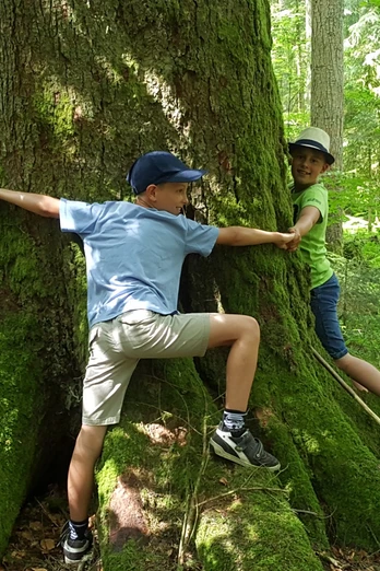 Es braucht mehrere Personen, um die Riesentanne zu umarmen