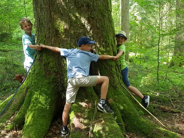 Es braucht mehrere Personen, um die Riesentanne zu umarmen