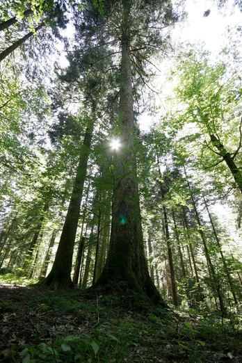 Riesentanne bei Loßburg-Schömberg